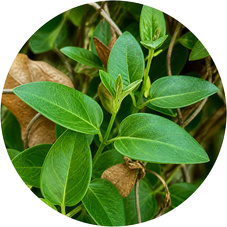 Gymnema sylvestre Leaf