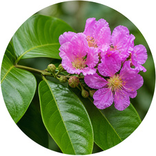 Banaba Leaf Extract Corosolic Acid