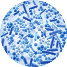 Probiotic Blend L. paracasei L. salivarius B. lactis