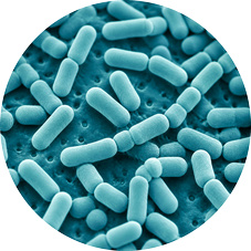 Lactobacillus reuteri Probiotic