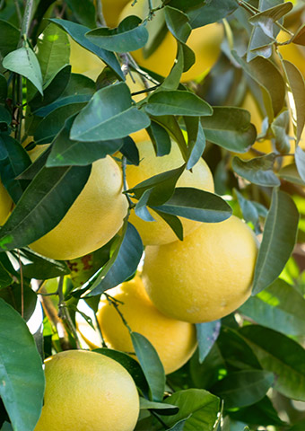 Lemons