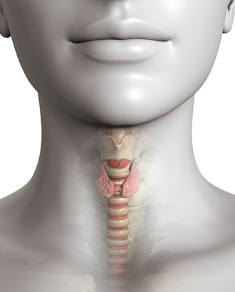 New research reveals that the thyroid is in charge of how much you weigh