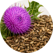Milk Thistle Seed