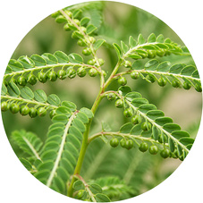 Phyllanthus Whole Plant