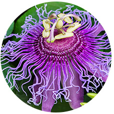 Cytidine Diphosphate Powder