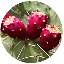 Bilberry fruit