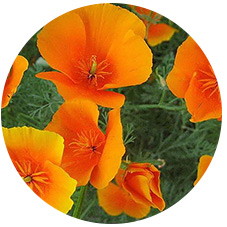 Marigold-derived Lutein & Zeaxanthin