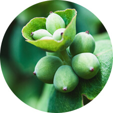 Green foliage