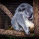 An image of a fat koala bear sleeping in a tree.