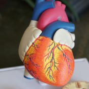 An image of a model of a human's cardiovascular system.