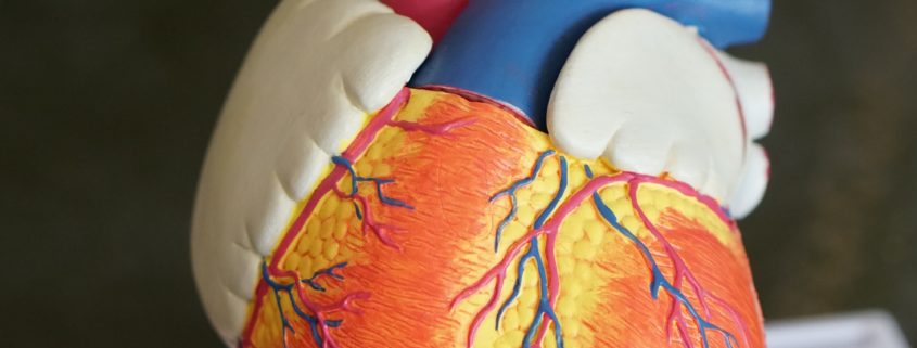 An image of a model of a human's cardiovascular system.