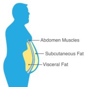 An illustration and medical diagram showing the Location of visceral fat stored within the abdominal cavity, with text that reads abdomen muscles, subcutaneous fat, visceral fat.