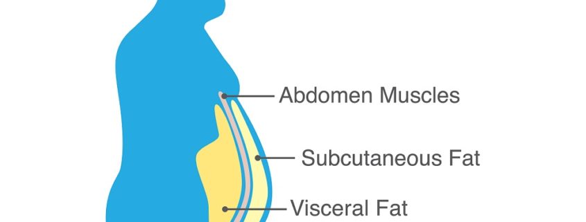 An illustration and medical diagram showing the Location of visceral fat stored within the abdominal cavity, with text that reads abdomen muscles, subcutaneous fat, visceral fat.