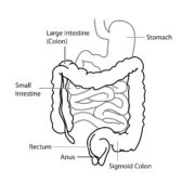 A line drawing of the human digestive system with labeled text. The labeled text is described below.