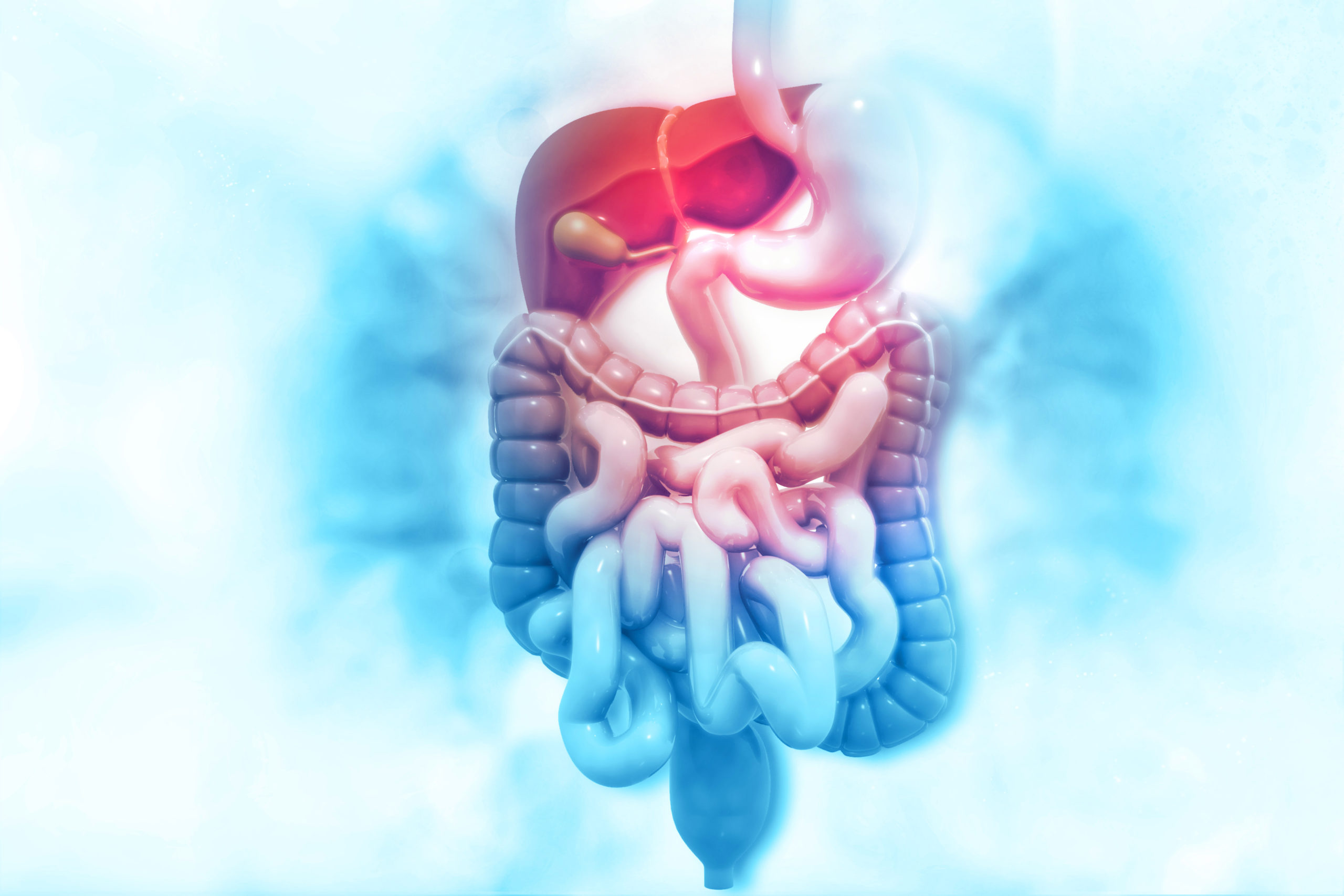 A 3d illustration of the human digestive system on a blue background. 