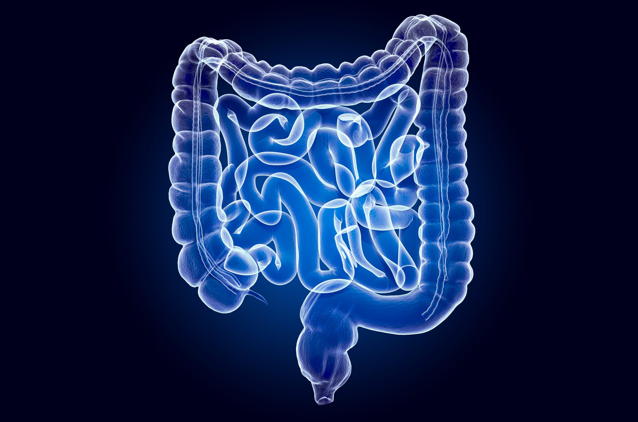 Human intestines, x-ray hologram. 3D rendering on dark blue background