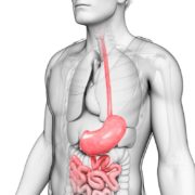 A graphical image of a male torso and chest with pink digestive organs.