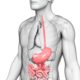 A graphical image of a male torso and chest with pink digestive organs.