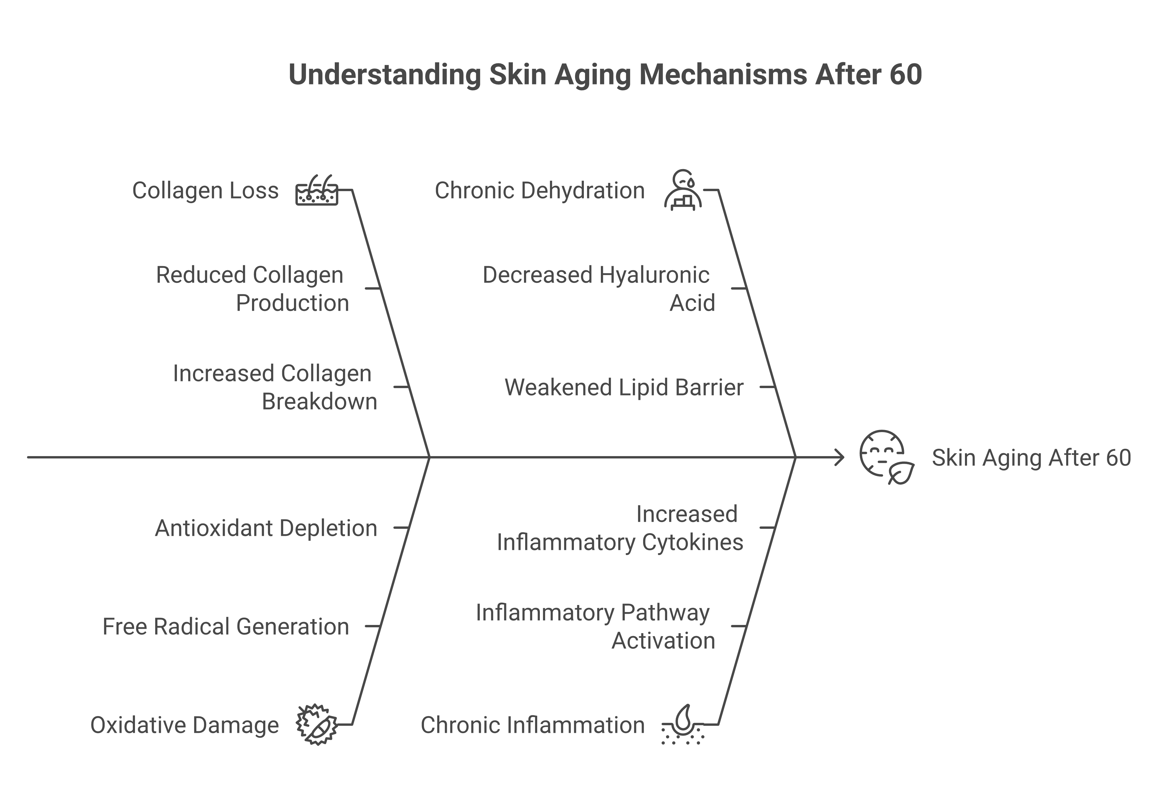 How each supplement targets 4 skin aging mechanisms collagen loss oxidative damage dehydration and chronic inflammation after 60